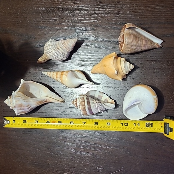 Seashells decor 7 piece Beach house ocean lover great condition vacation house ! - Picture 6 of 10